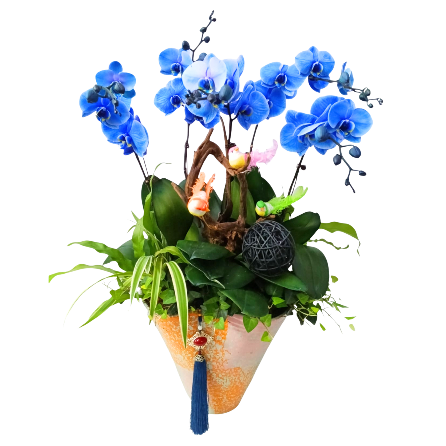 格蘭花店 - 馬卡龍藍色大花蝴蝶蘭5棵 [PON25002] 蘭花 辦公室枱花 大堂枱花 開張 新春蘭花 年花 自家蘭花園種植