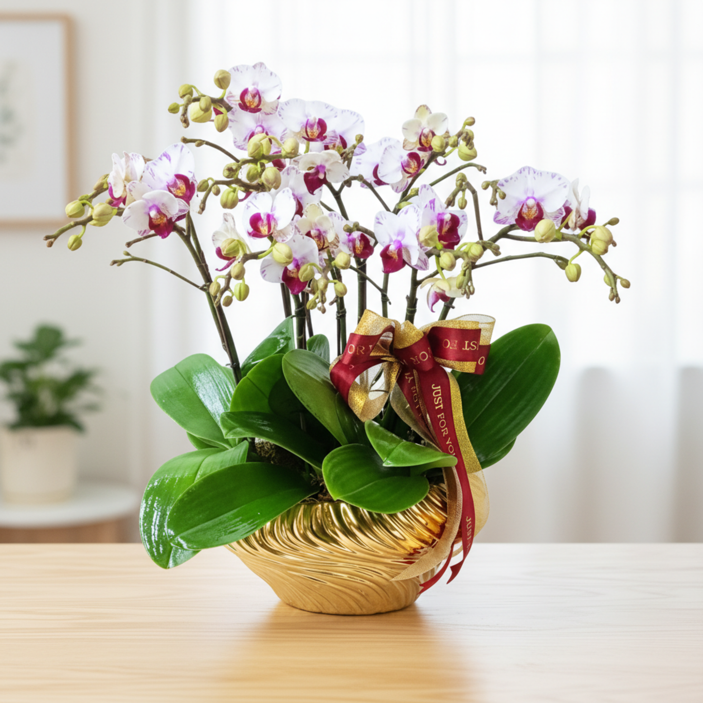 格蘭花店 - 閃電小花蝴蝶蘭10棵 [PON25003] 蘭花 辦公室枱花 大堂枱花 開張 新春蘭花 年花 自家蘭花園種植