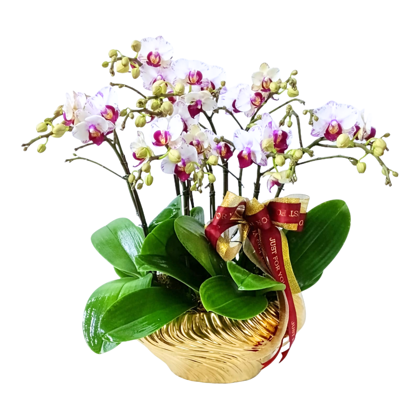 格蘭花店 - 閃電小花蝴蝶蘭10棵 [PON25003] 蘭花 辦公室枱花 大堂枱花 開張 新春蘭花 年花 自家蘭花園種植