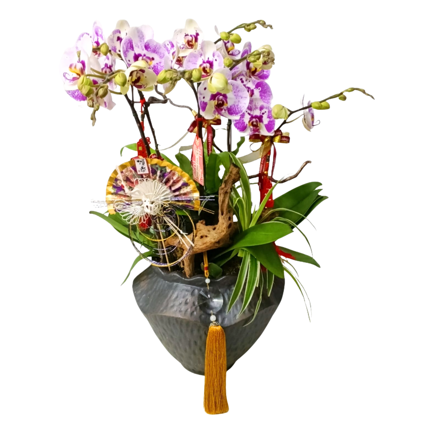 格蘭花店 - 太妃大花蝴蝶蘭6棵 [PON25004] 蘭花 辦公室枱花 大堂枱花 開張 新春蘭花 年花 自家蘭花園種植