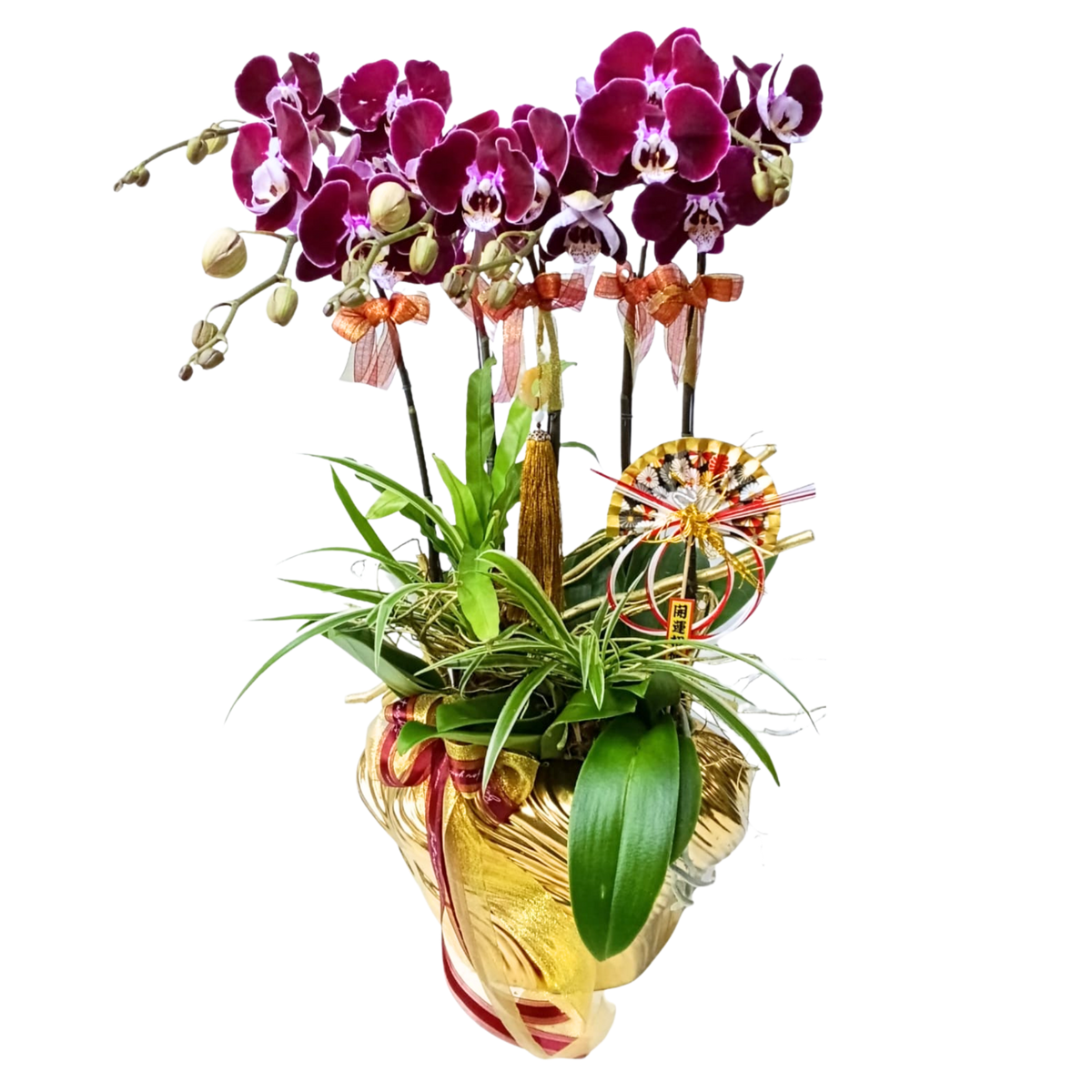 格蘭花店 - 幻影大花蝴蝶蘭5棵 [PON25005] 蘭花 辦公室枱花 大堂枱花 開張 新春蘭花 年花 自家蘭花園種植