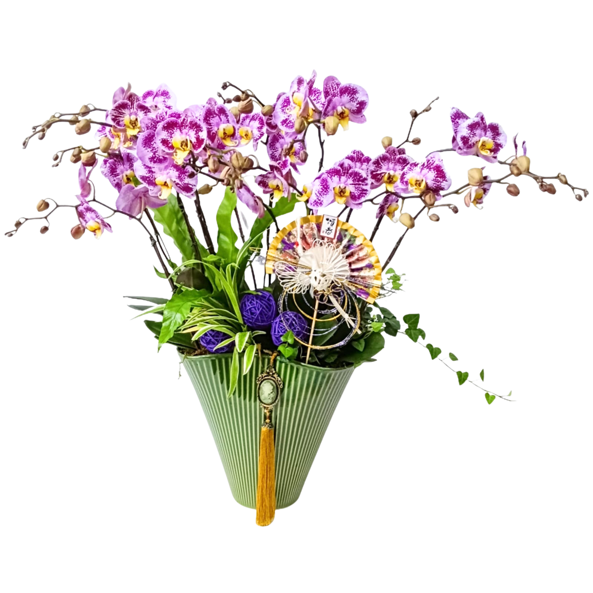 格蘭花店 - 俏江南中花蝴蝶蘭12棵 [PON25006] 蘭花 辦公室枱花 大堂枱花 開張 新春蘭花 年花 自家蘭花園種植