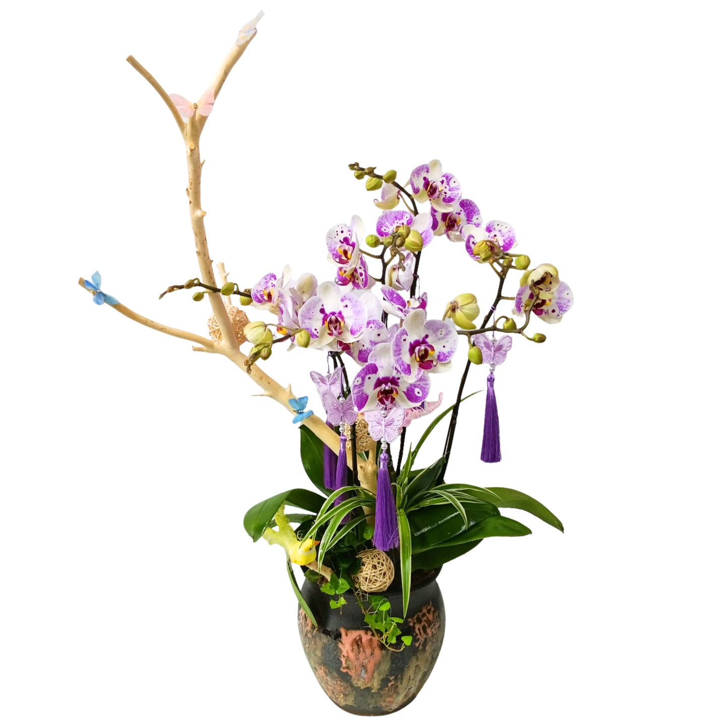 格蘭花店 - 太妃大花蝴蝶蘭6棵 [PON25007] 蘭花 辦公室枱花 大堂枱花 開張 新春蘭花 年花 自家蘭花園種植