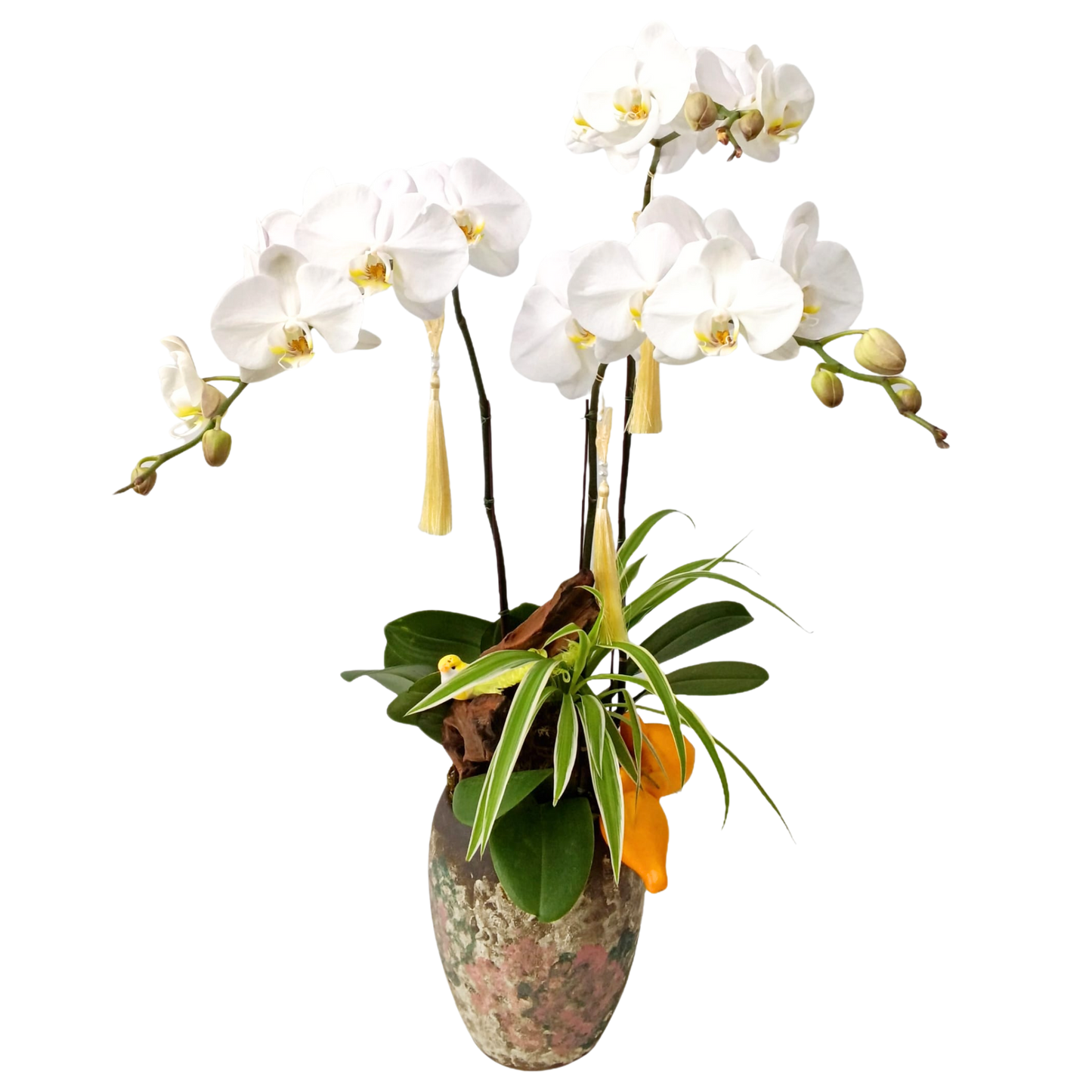 格蘭花店 - 大白花蝴蝶蘭3棵 [PON25008] 蘭花 辦公室枱花 大堂枱花 開張 新春蘭花 年花 自家蘭花園種植