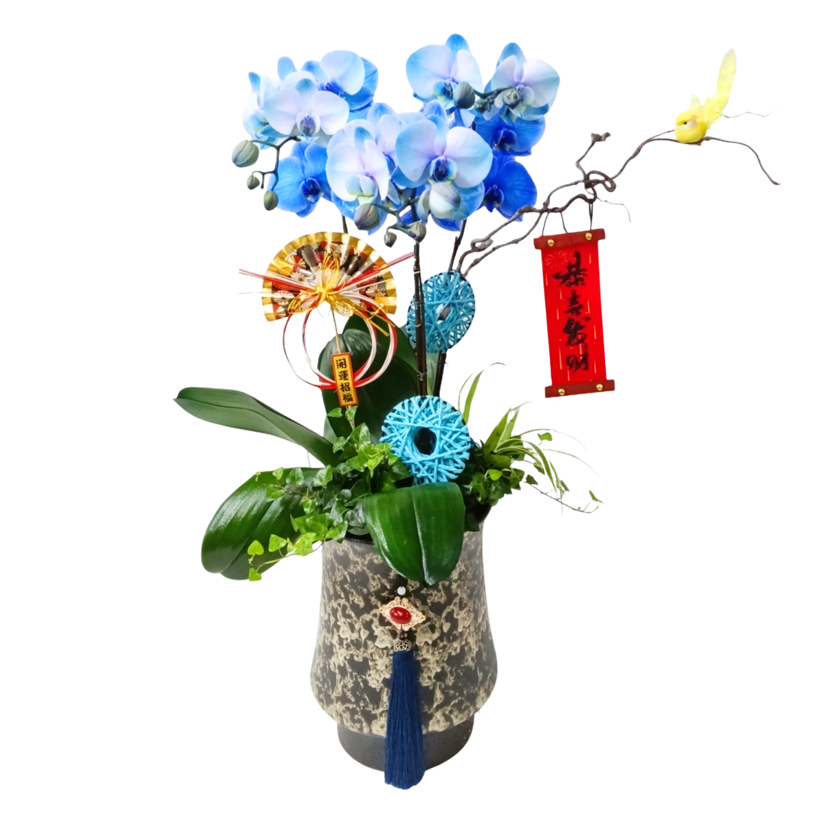 格蘭花店 - 馬卡龍藍色大花蝴蝶蘭3棵 [PON25009] 蘭花 辦公室枱花 大堂枱花 開張 新春蘭花 年花 自家蘭花園種植