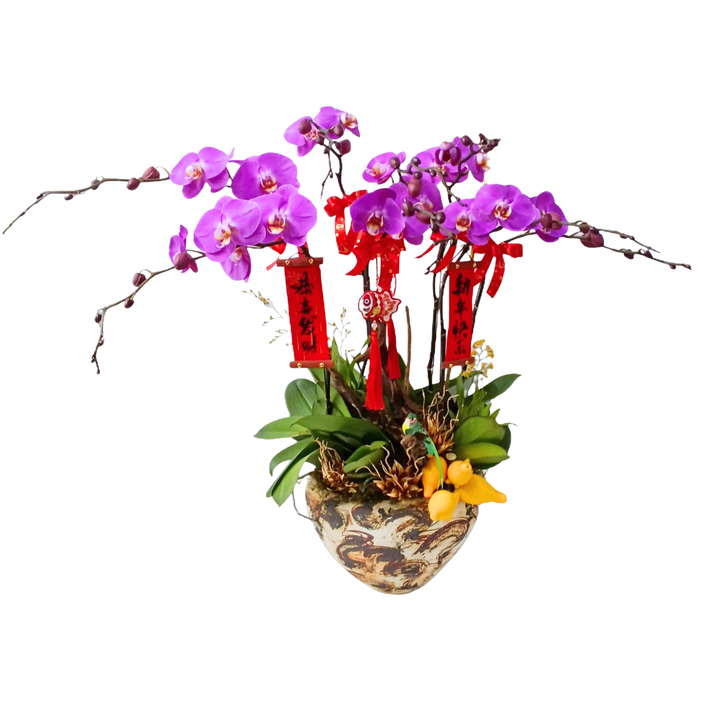 格蘭花店 - 寶寶大花蝴蝶蘭8棵 [PON25011] 蘭花 辦公室枱花 大堂枱花 開張 新春蘭花 年花 自家蘭花園種植