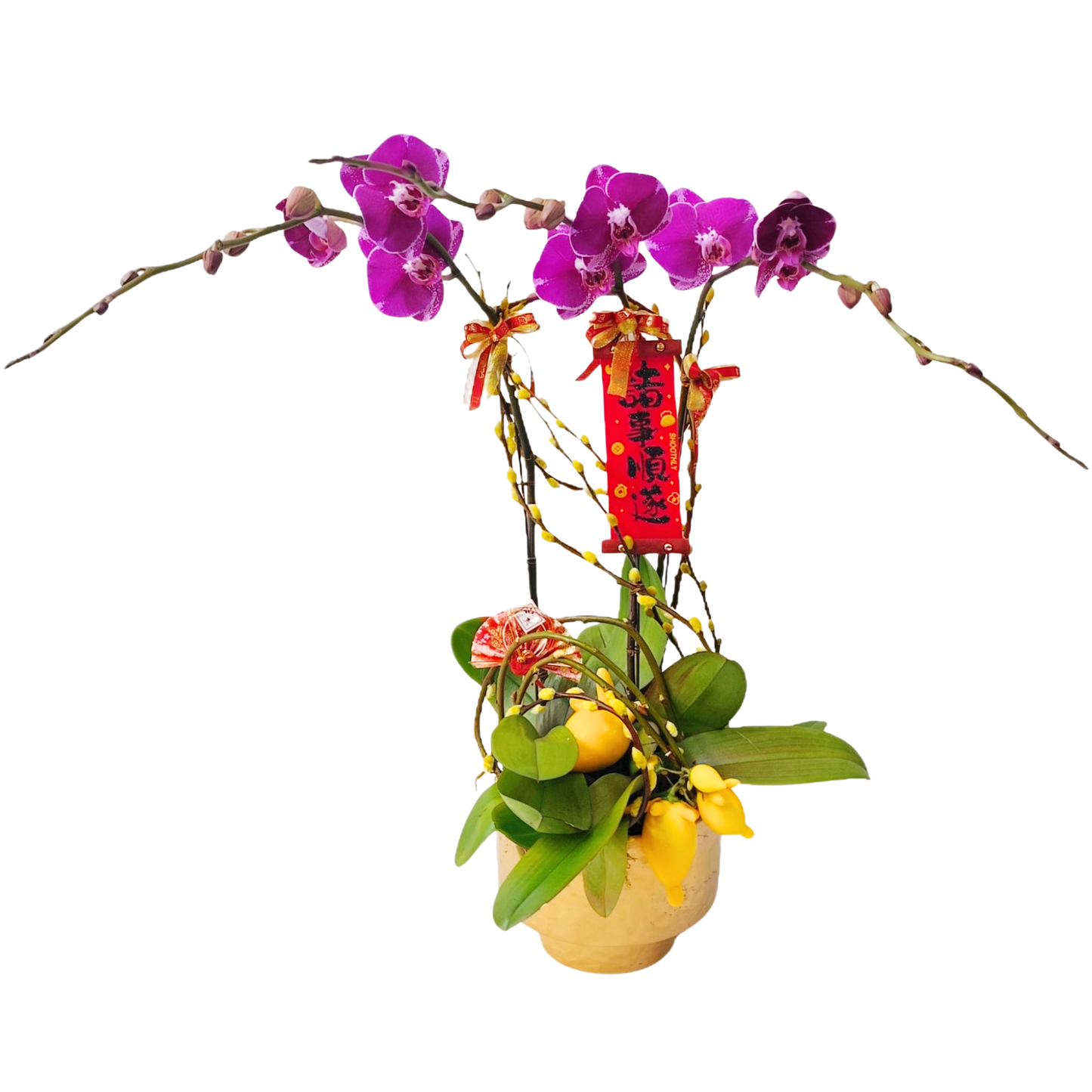 格蘭花店 - 精彩大花蝴蝶蘭3棵 [PON25013] 蘭花 辦公室枱花 大堂枱花 開張 新春蘭花 年花 自家蘭花園種植