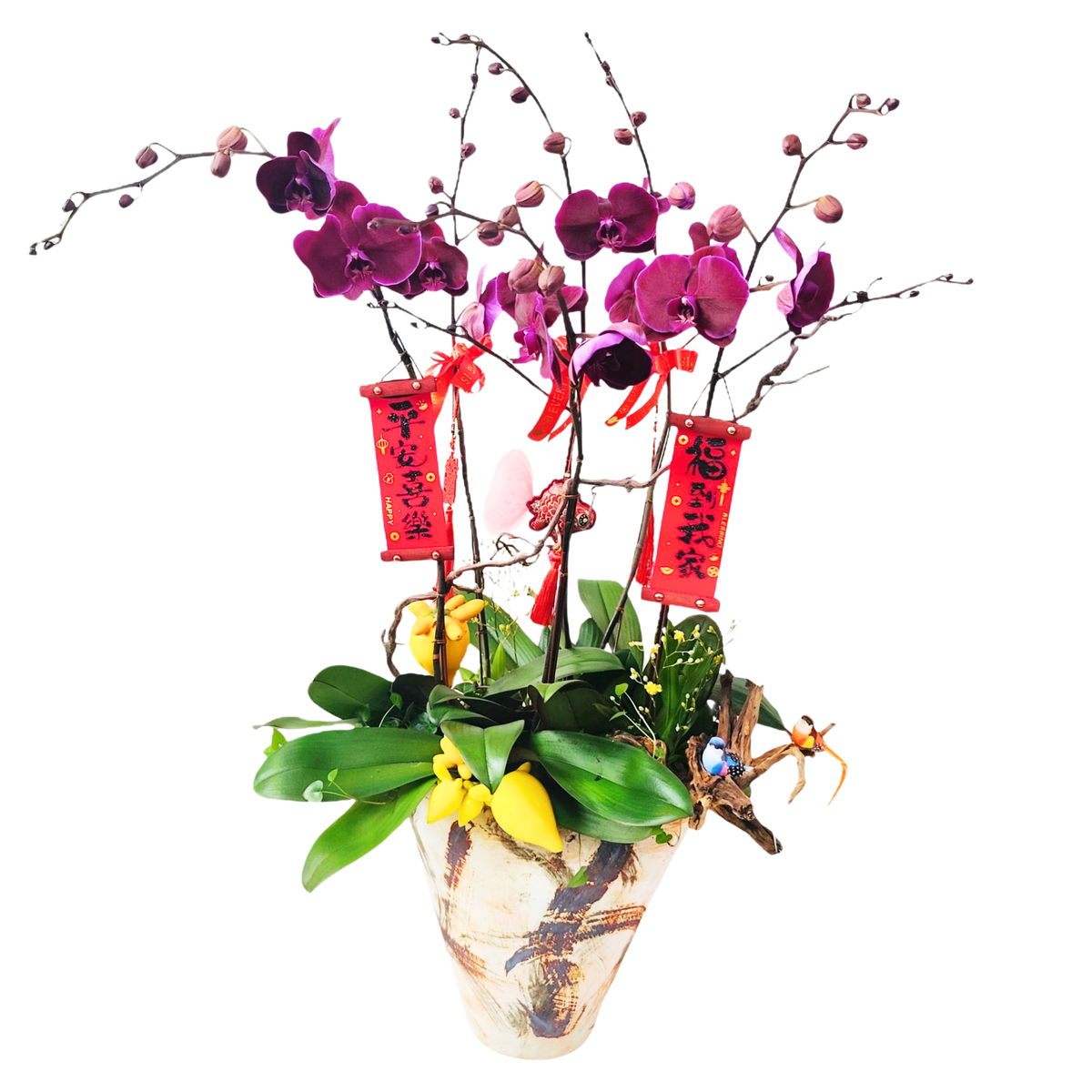 格蘭花店 - 絲絨大花蝴蝶蘭6棵 [PON25014] 蘭花 辦公室枱花 大堂枱花 開張 新春蘭花 年花 自家蘭花園種植