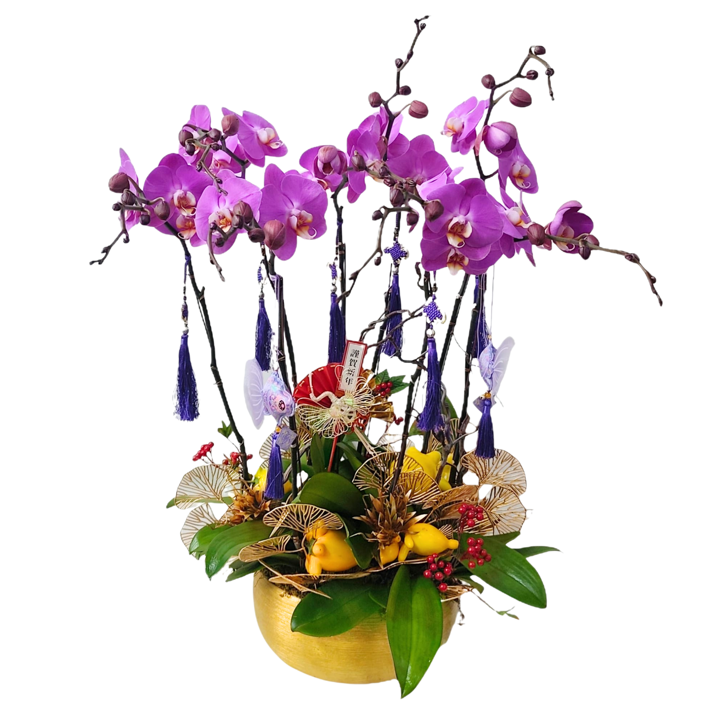 格蘭花店 - 寶寶大花蝴蝶蘭8棵 [PON25016] 蘭花 辦公室枱花 大堂枱花 開張 新春蘭花 年花 自家蘭花園種植