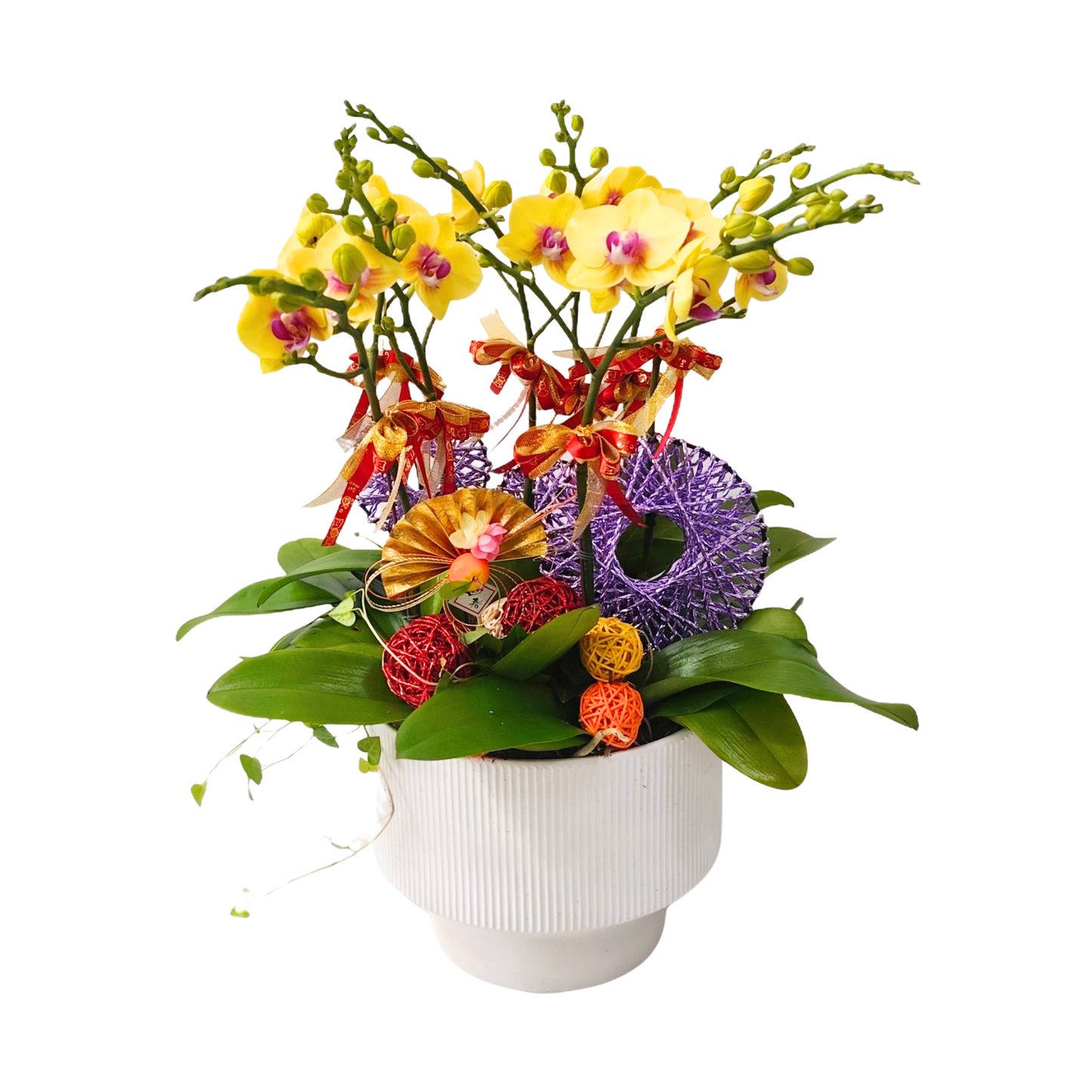 格蘭花店 - 小品蝴蝶蘭8棵 [PON25018] 蘭花 辦公室枱花 大堂枱花 開張 新春蘭花 年花 自家蘭花園種植