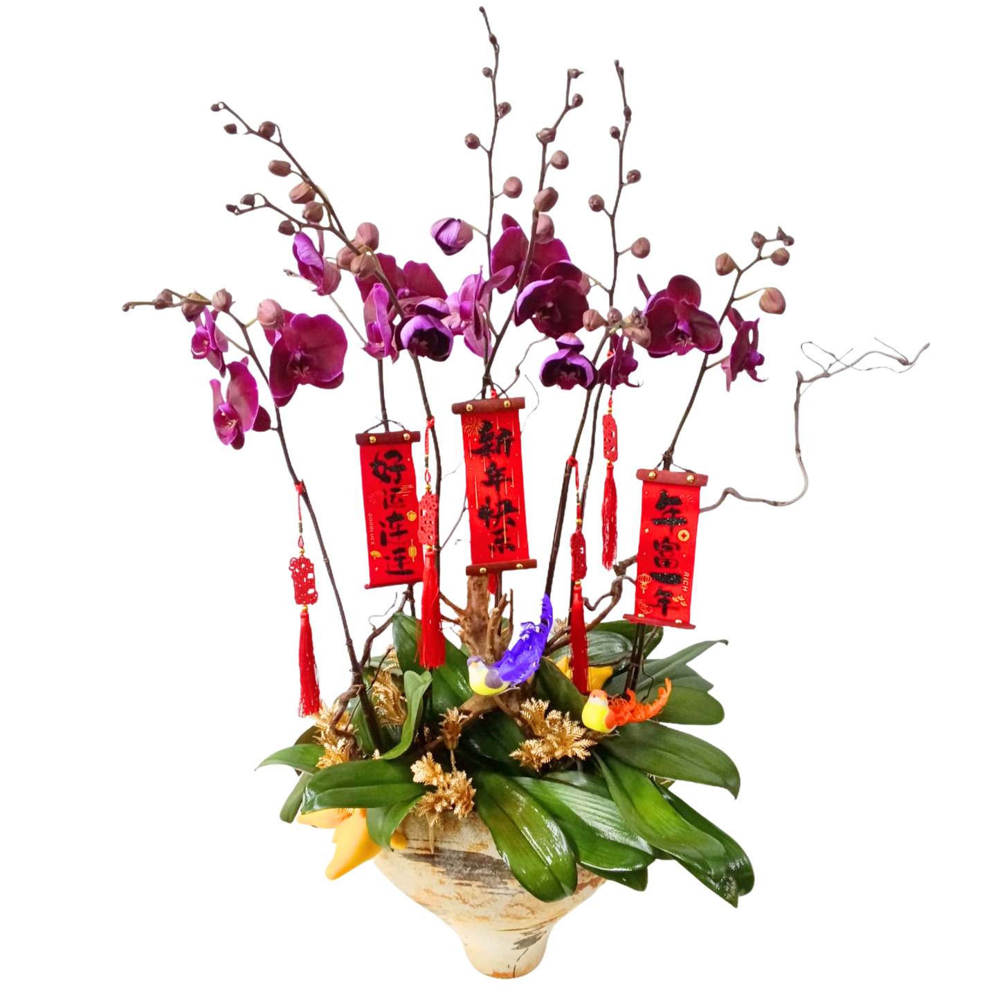 格蘭花店 - 絲絨蝴蝶蘭6棵 [PON25019] 蘭花 辦公室枱花 大堂枱花 開張 新春蘭花 年花 自家蘭花園種植